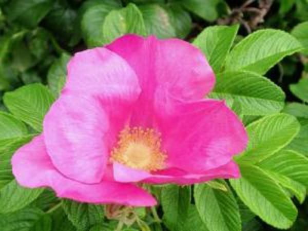 haien-sonbahar-rosa-rugosa