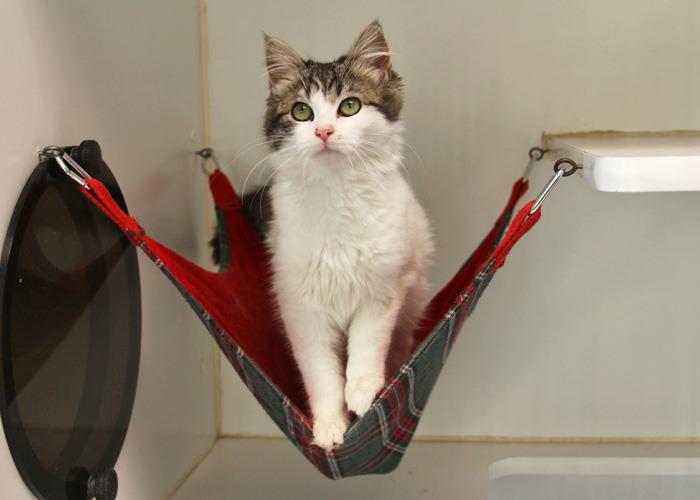 kedi-hamak-radyatör-kedi-ağacı-hamak-evcil hayvan-sevimli-yavru kedi-güzellik