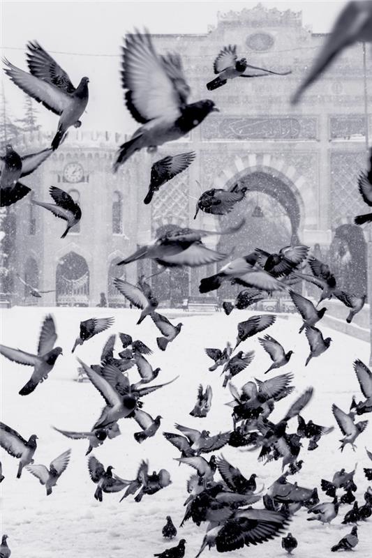 Ptice v letu v snegu, kul črno -bela slika, brezplačna fotografija za ozadje