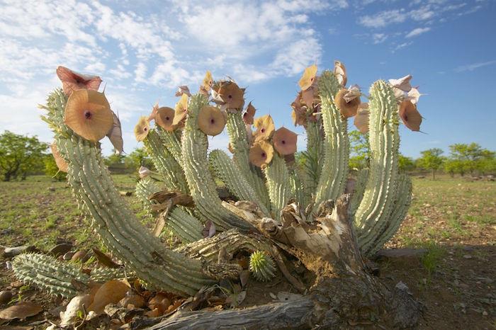 hoodia-sukulentinis augalas-lauko-mini-kaktusas-sultingas