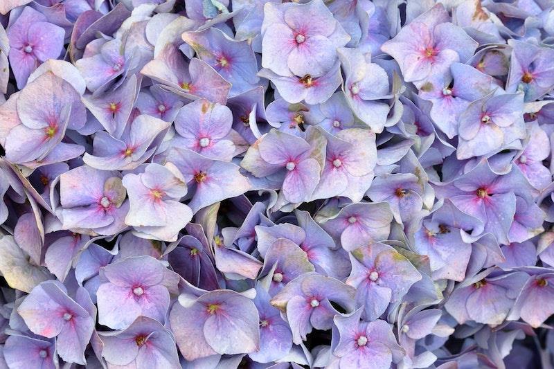 violetinė hortenzija rudens sode