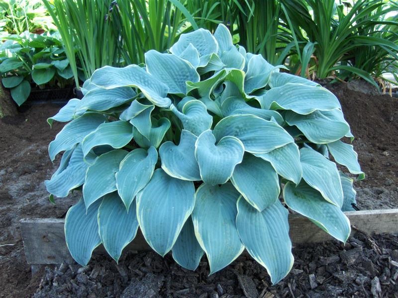 Hosta de arbusto exuberante