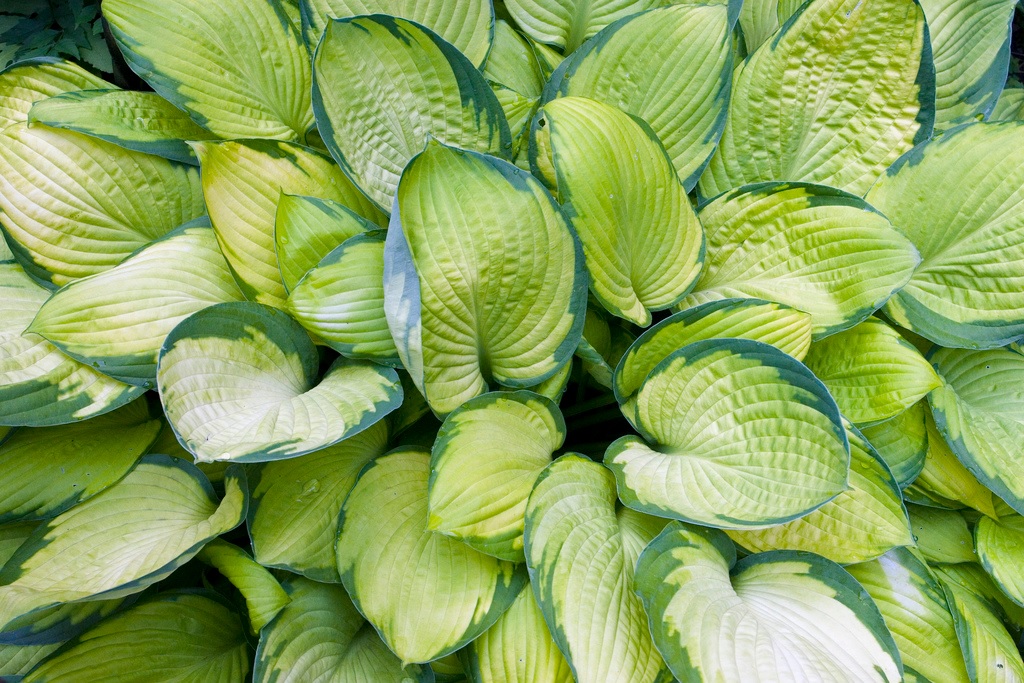 Folhas amarelas hosta