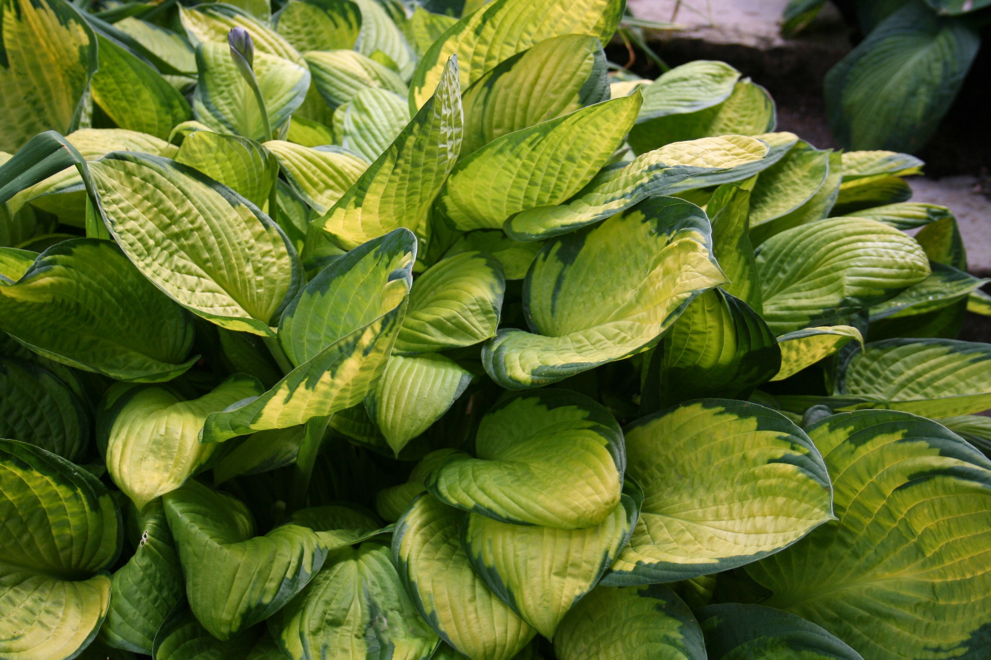 Folhas amarelas no arbusto hosta