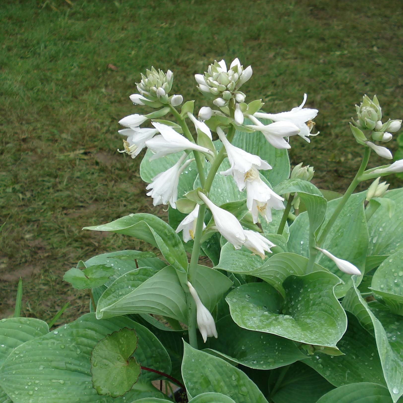 Hosta in fiore