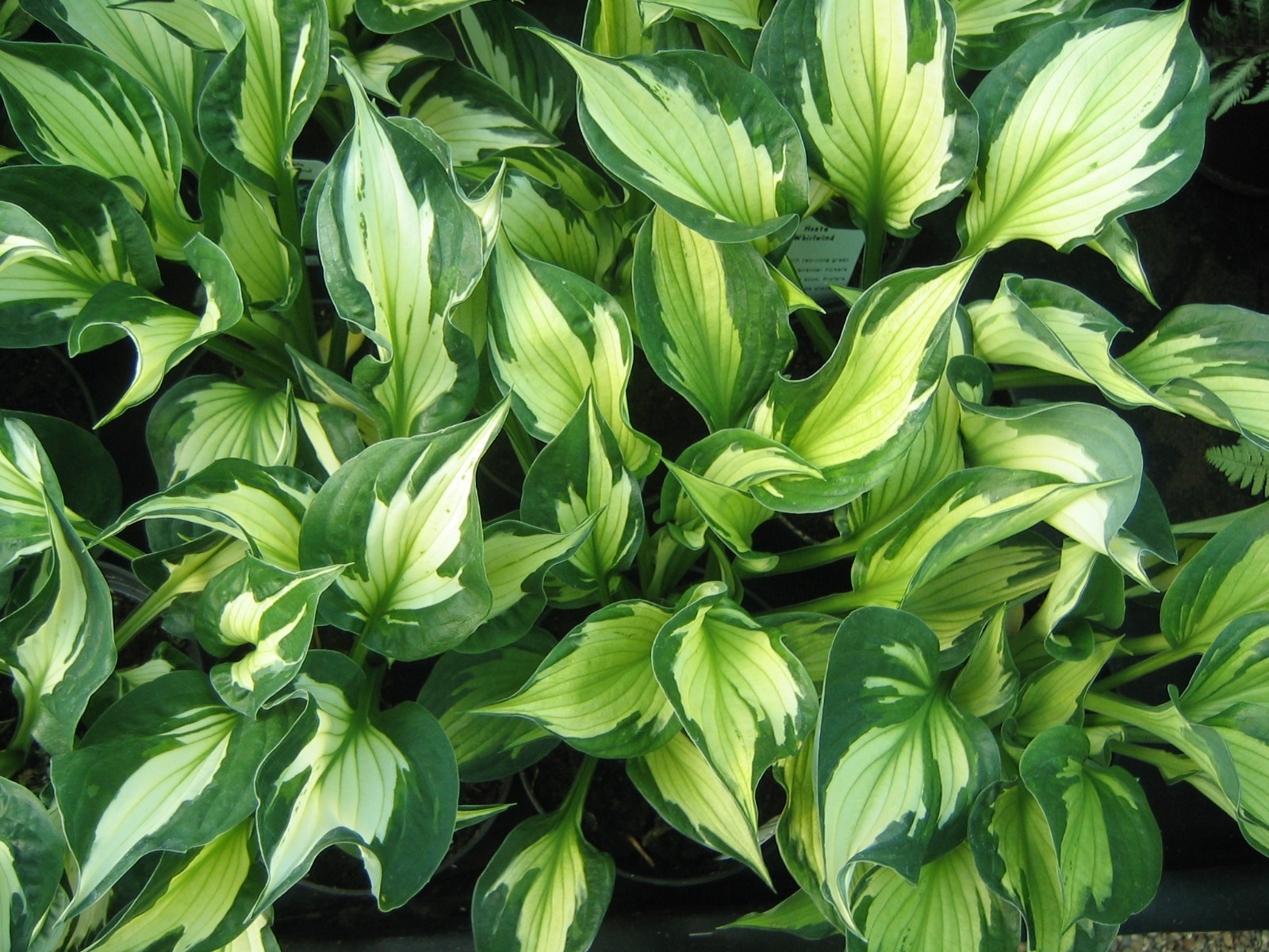 Padrão incomum em folhas de hosta