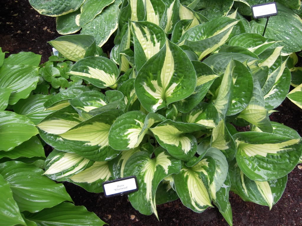 Borda escura em folhas de hosta