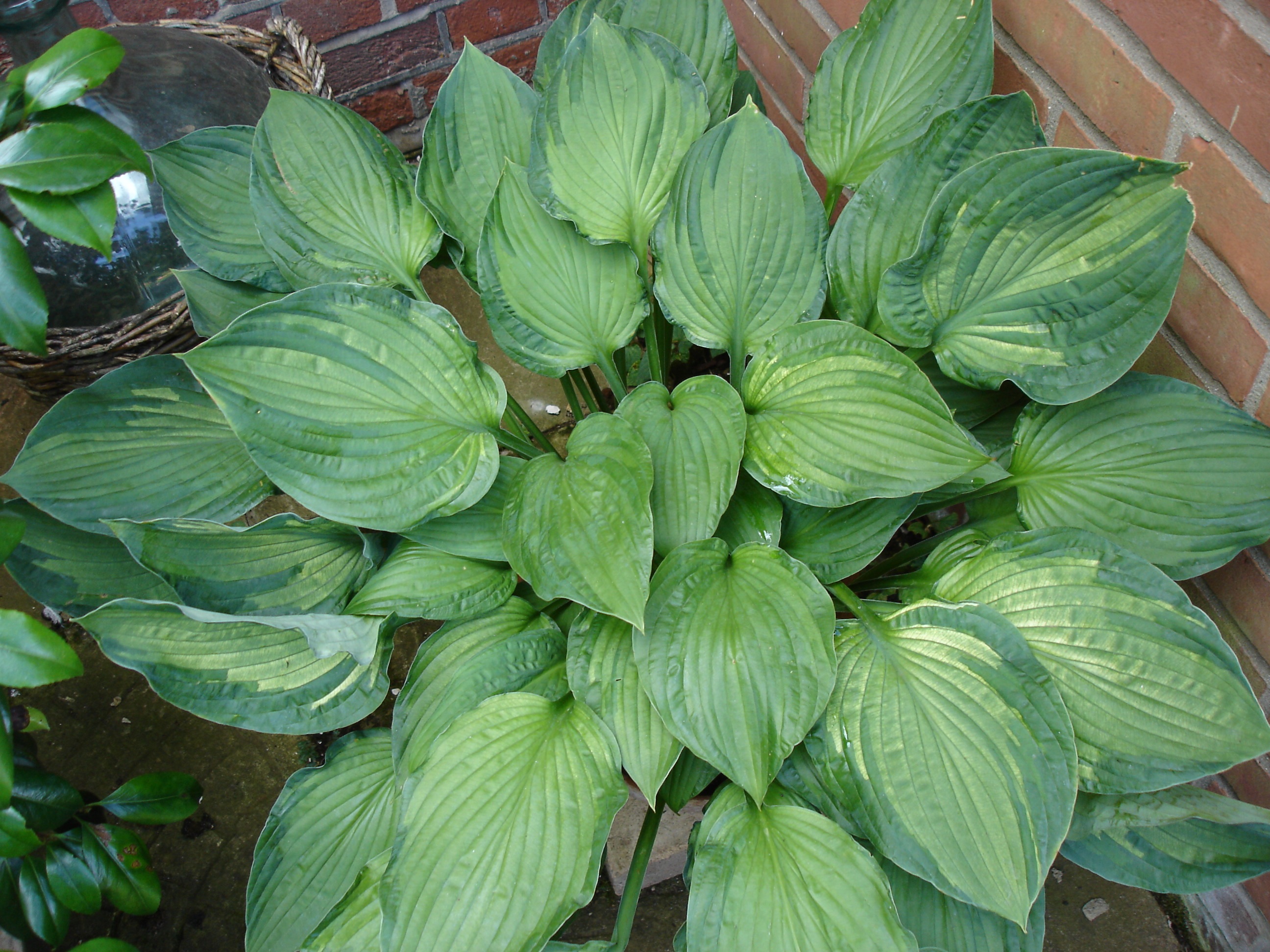 Hospedeiro para o jardim