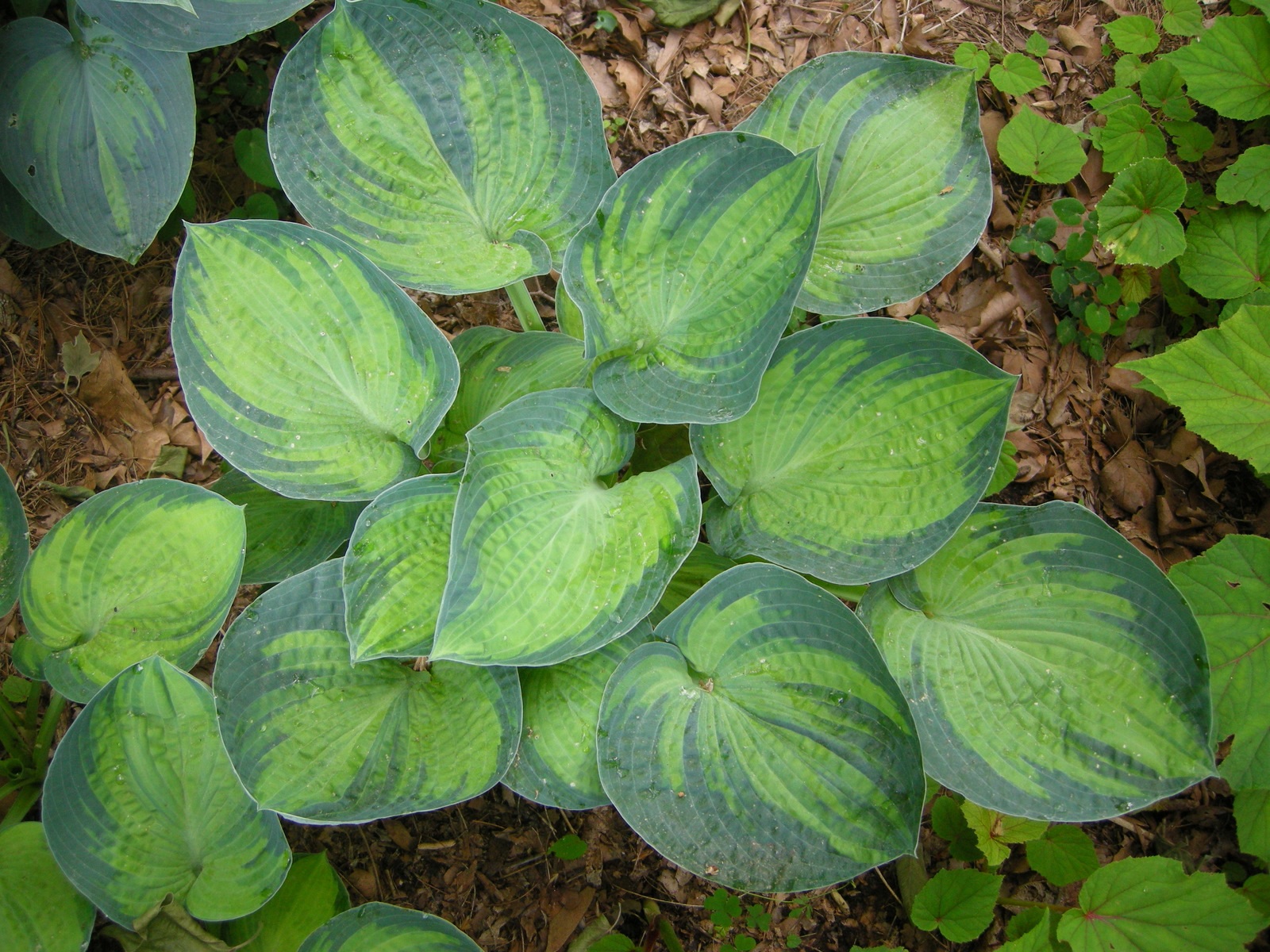 La combinazione di sfumature di verde sulle foglie di hosta