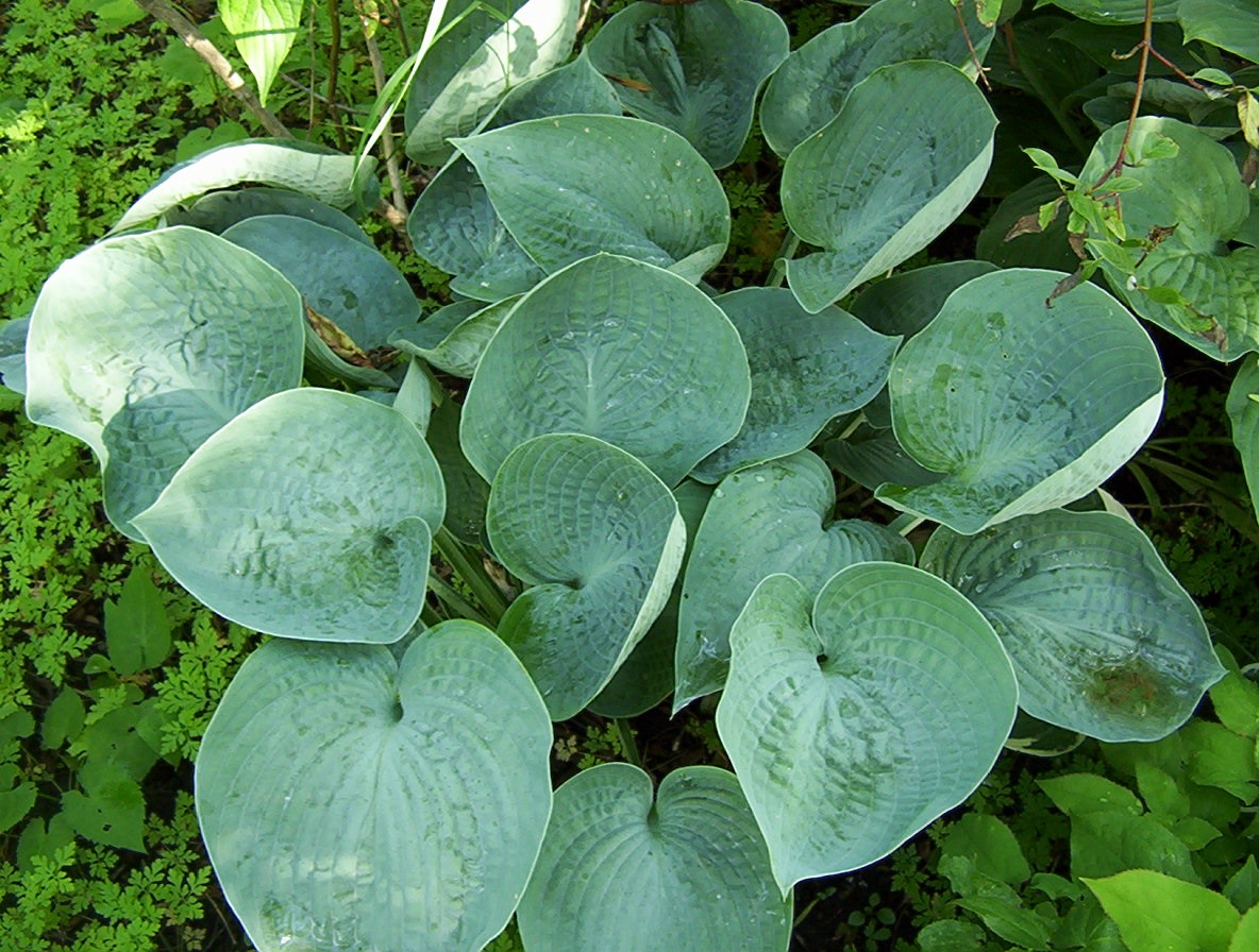 Folhas verdes Hosta no gramado