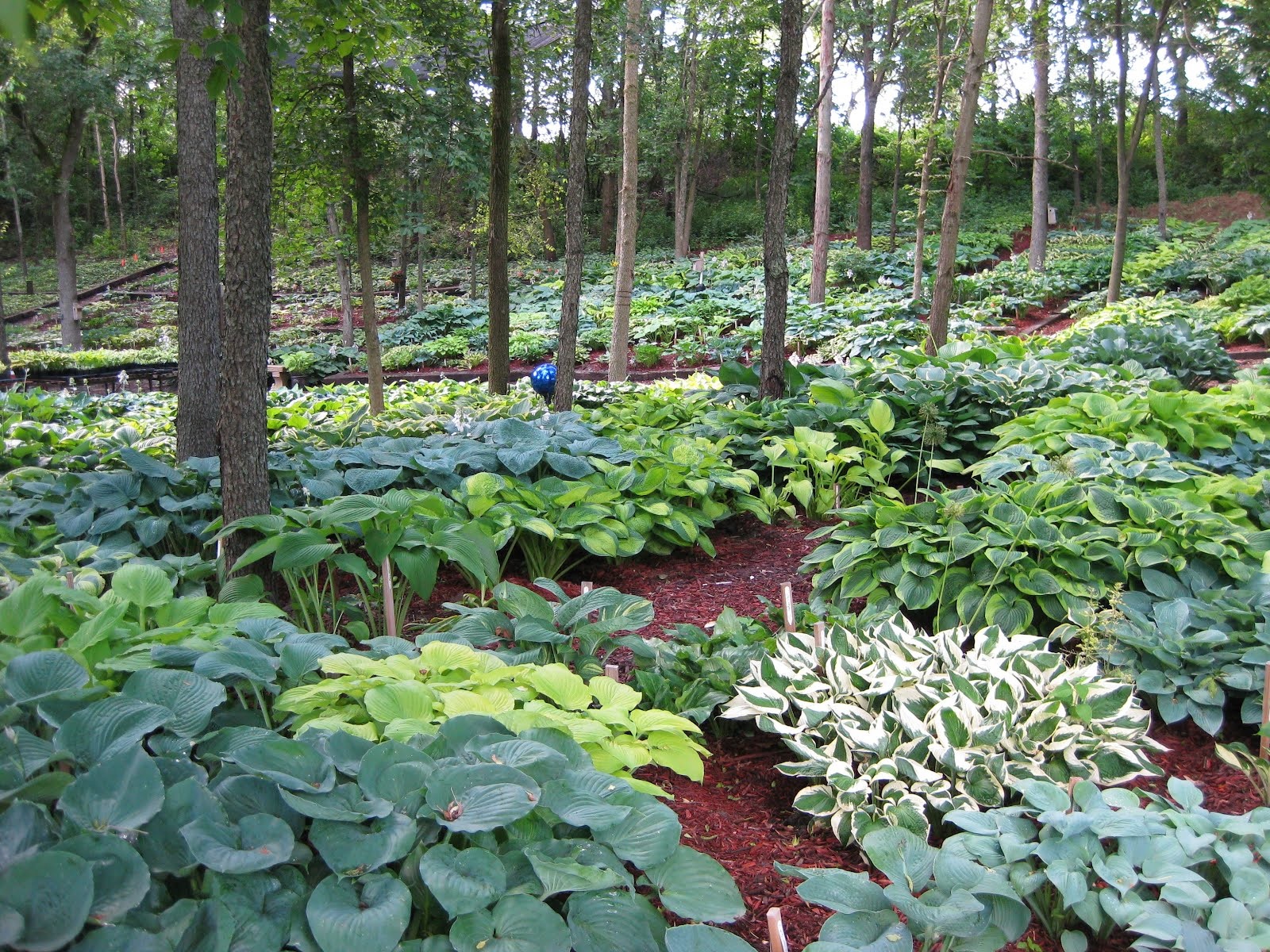 Grande plantação hospedeira