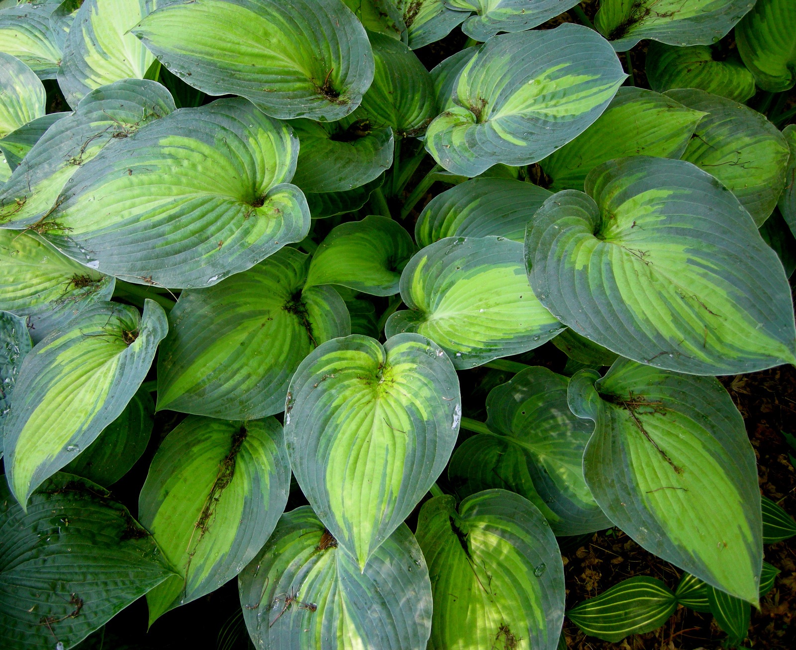 Verde brilhante nas folhas da hosta