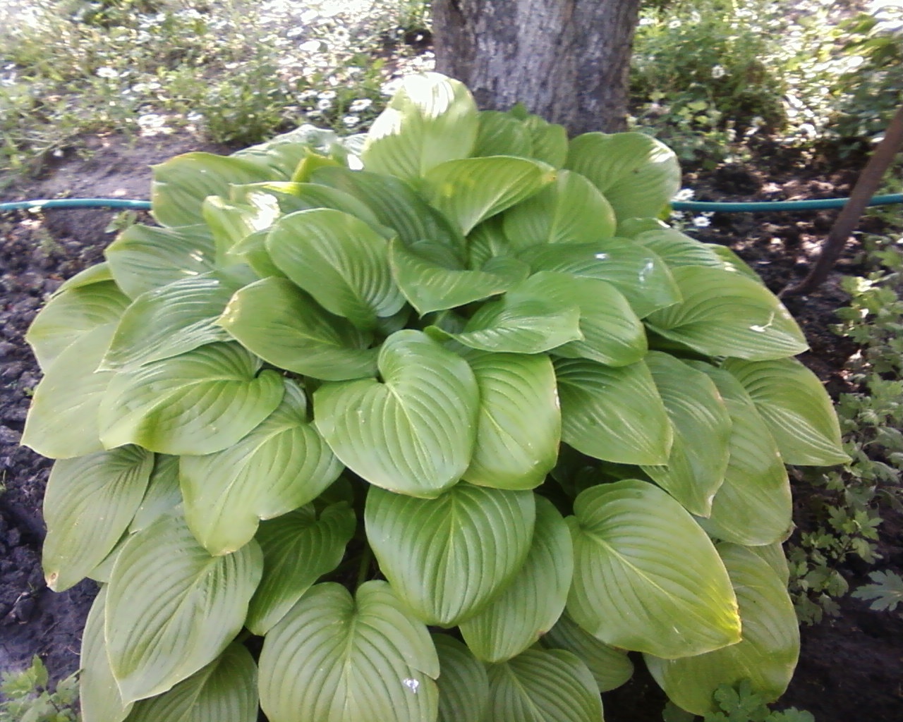 Hospedeiros modestos para o jardim