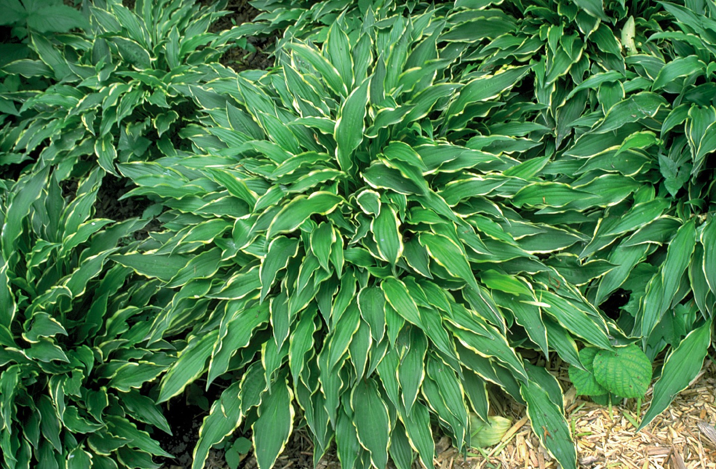Folhas de hosta alongadas