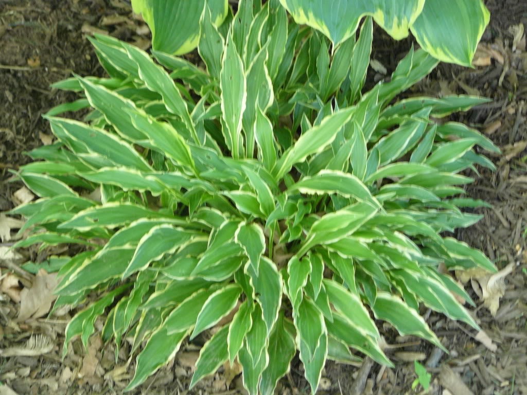 Varietà Hosta con foglie allungate
