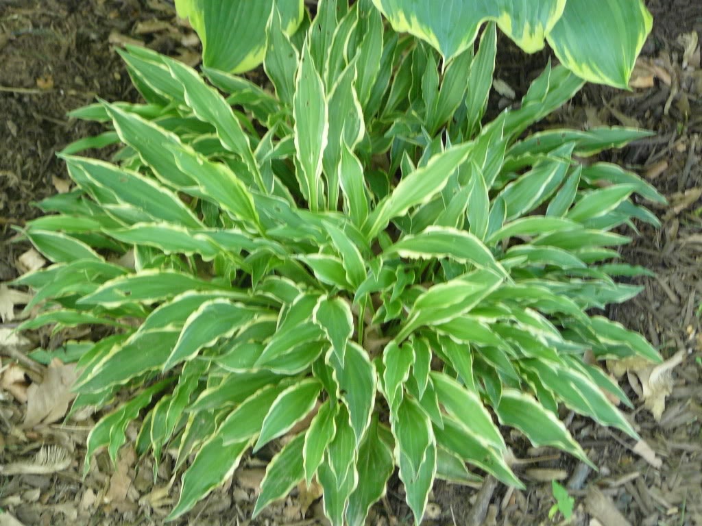 Variedade Hosta com folhas alongadas