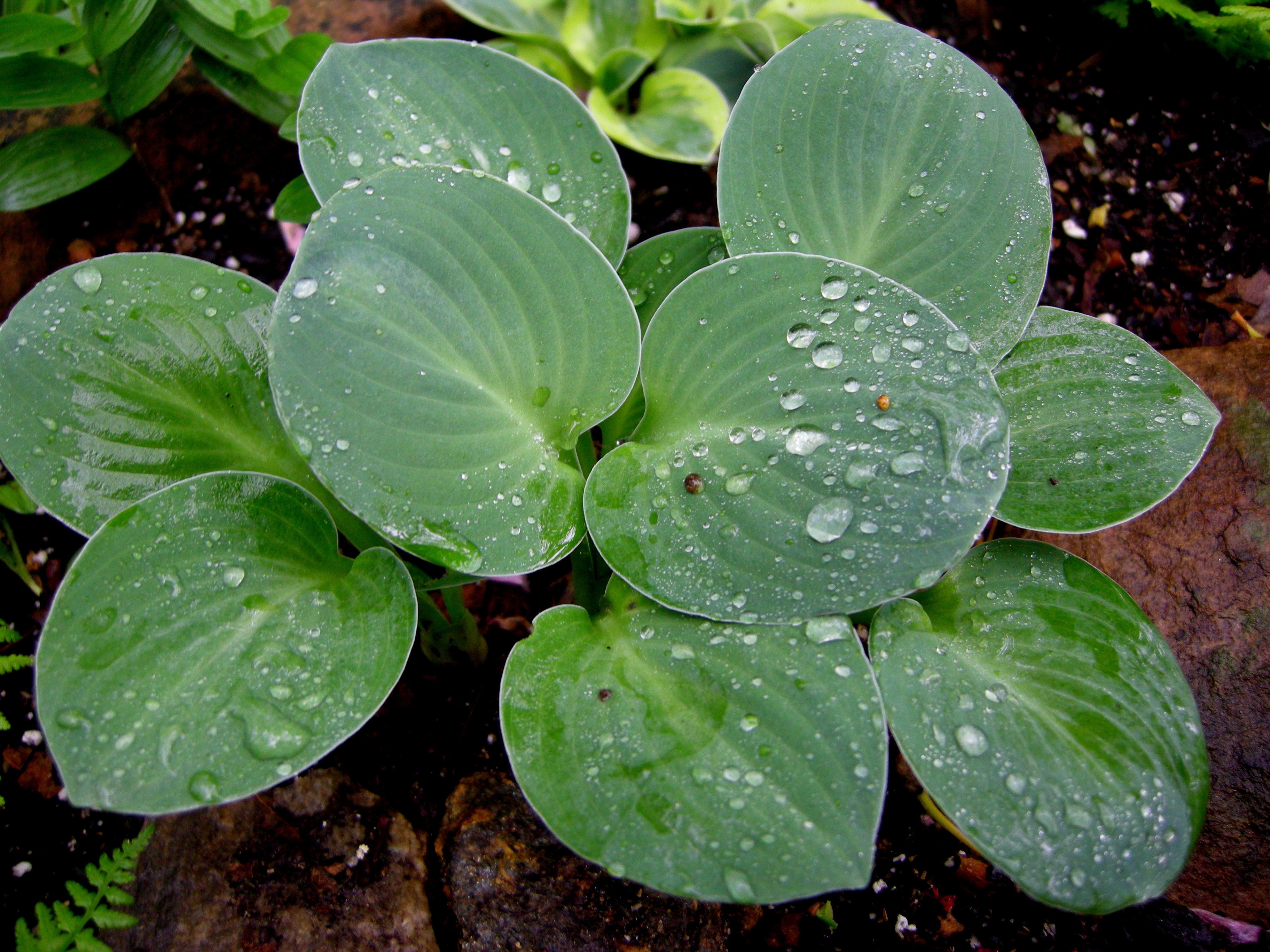 Folhas de hosta arredondadas