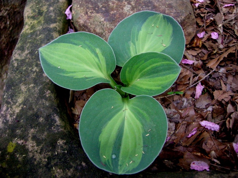 Giovani padroni del bush