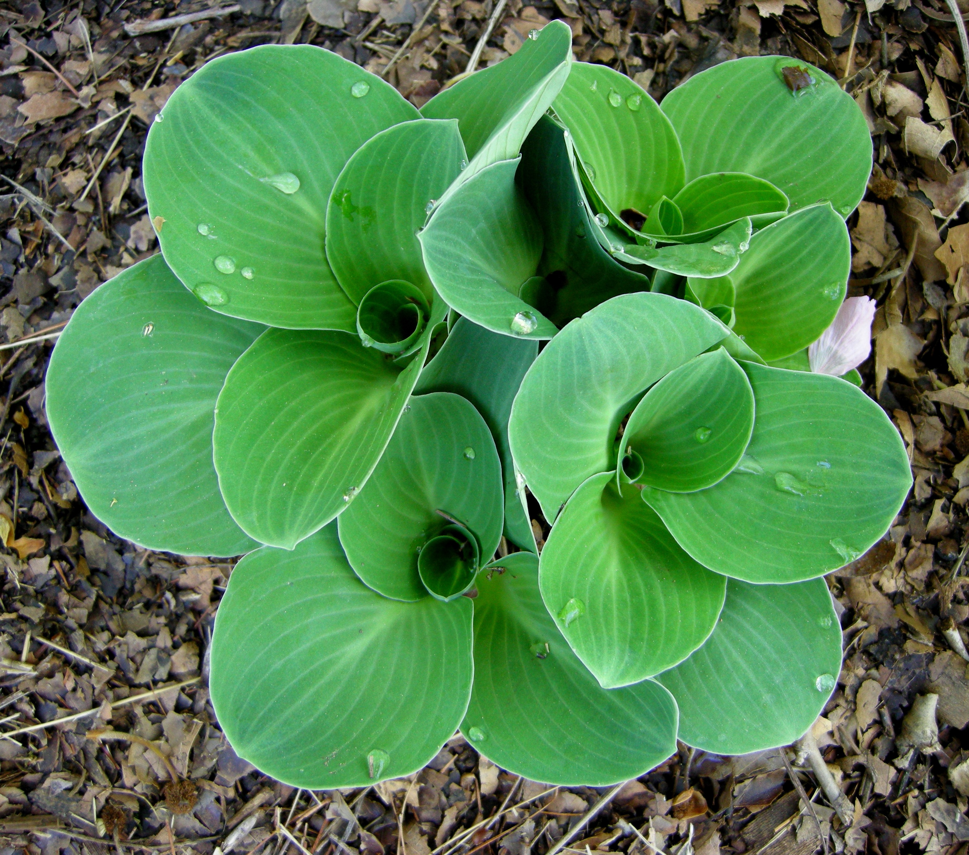 Hospedeiros de pequeno arbusto