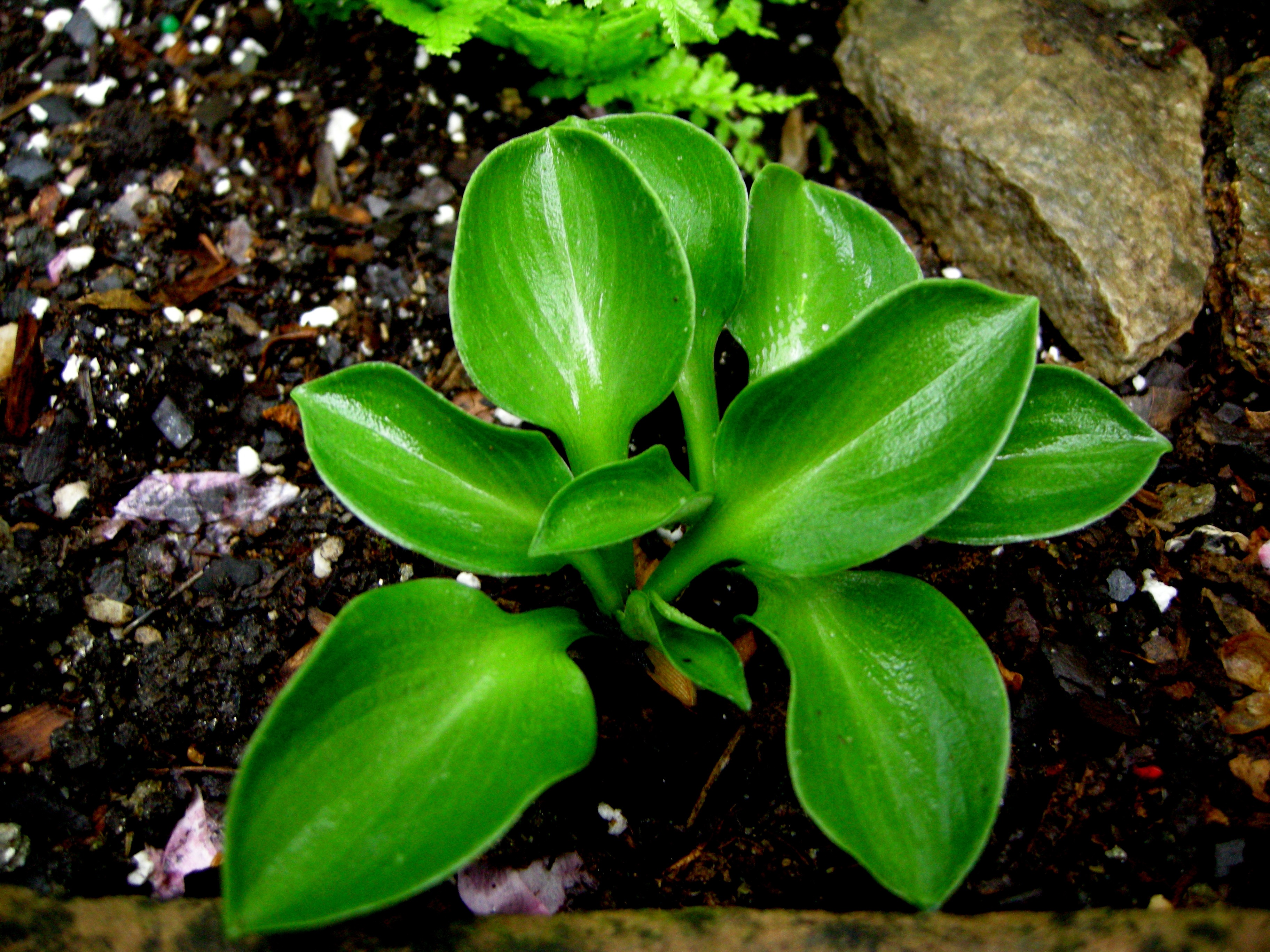 Planta jovem hosta