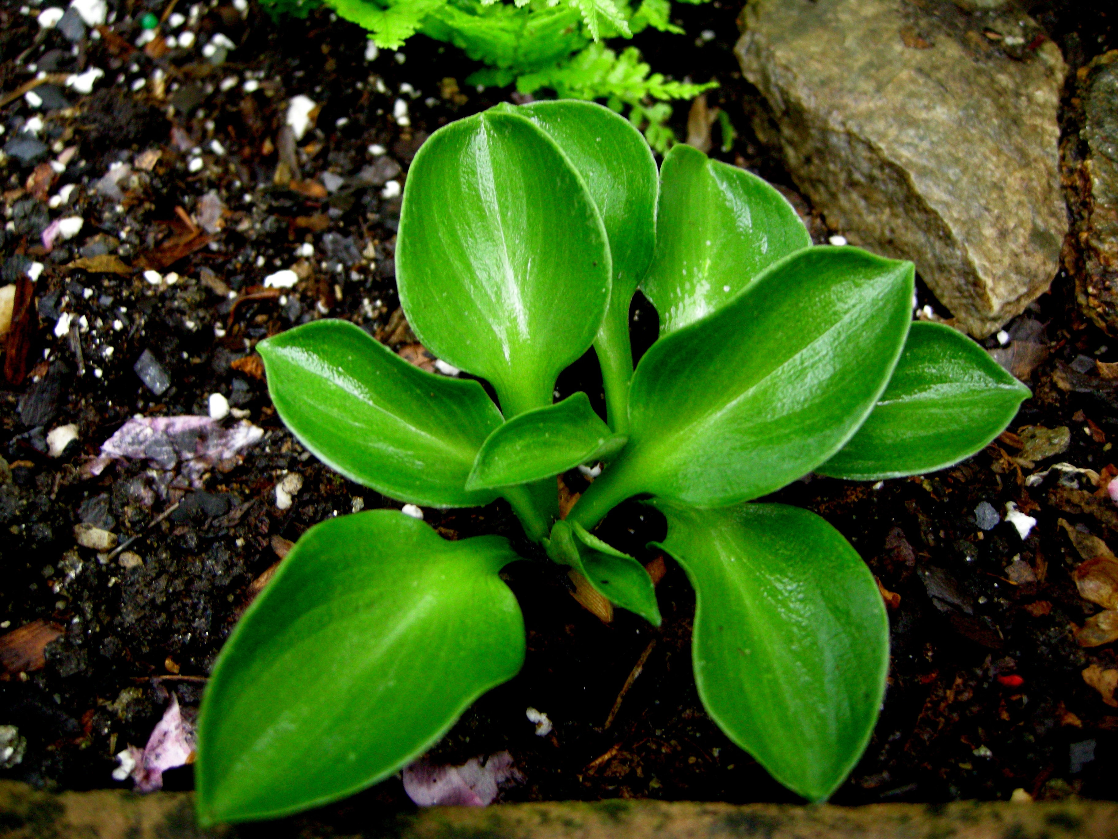 Giovane pianta di hosta