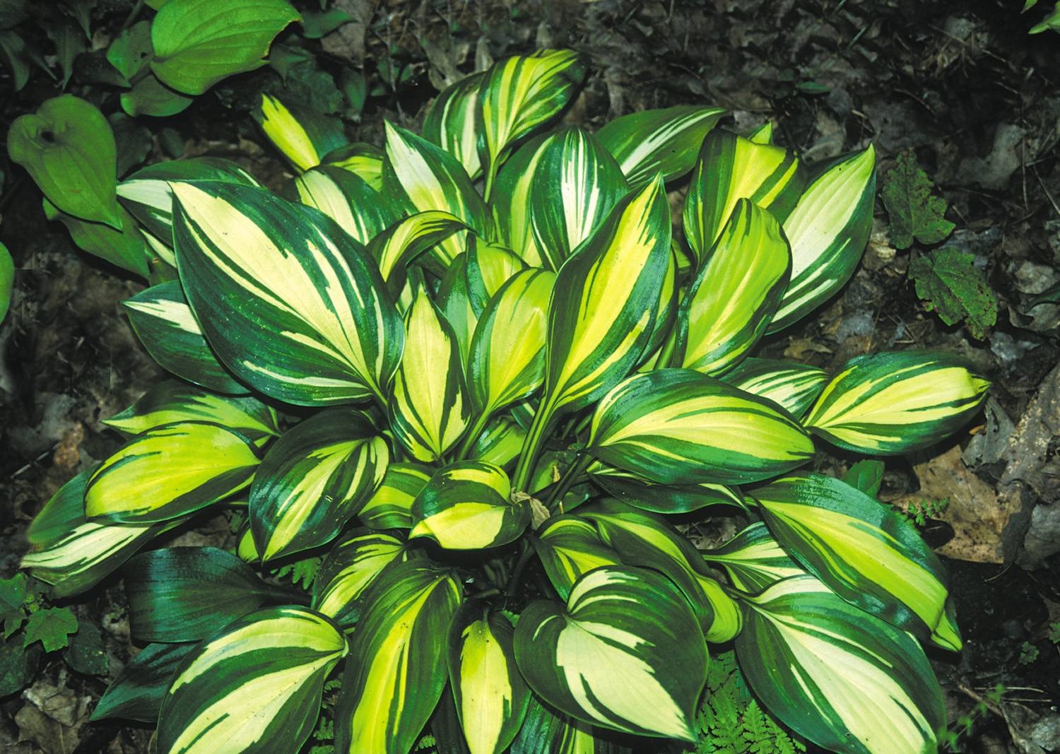 Anfitrião brilhante no canteiro de flores