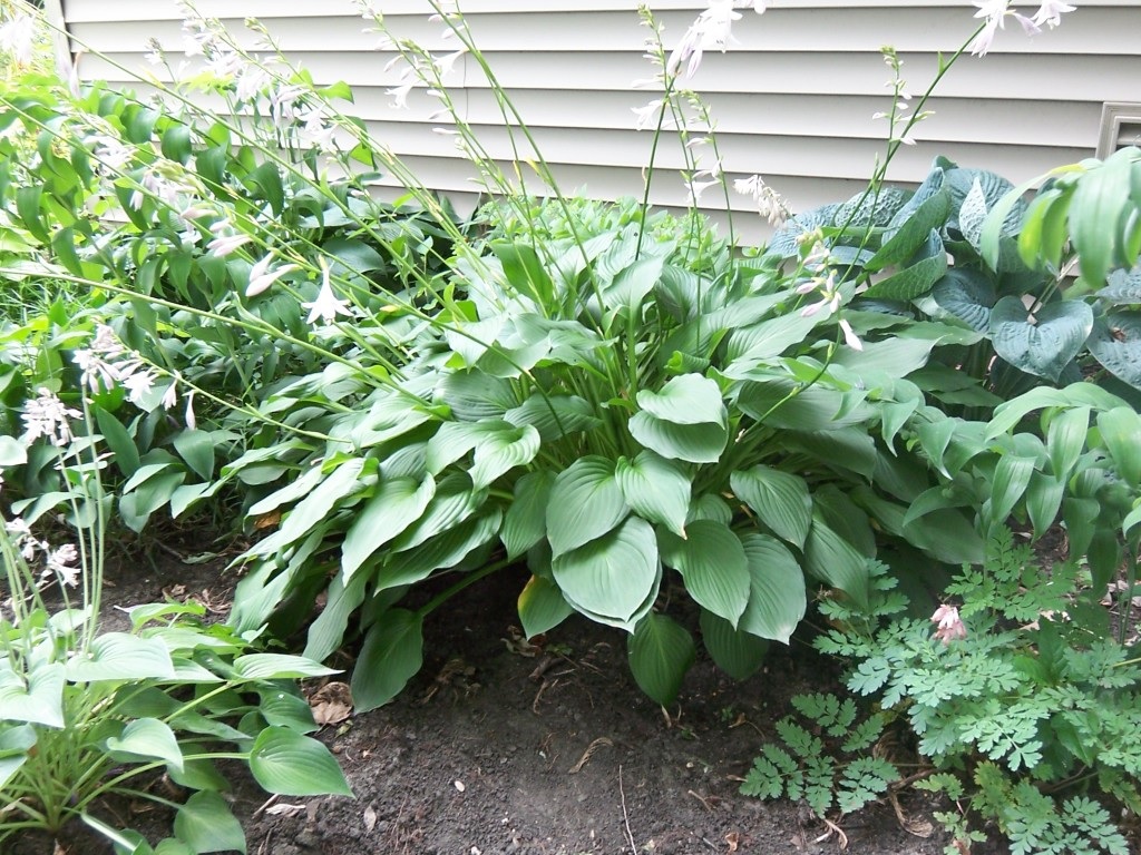 Hosta florescendo com flores brancas