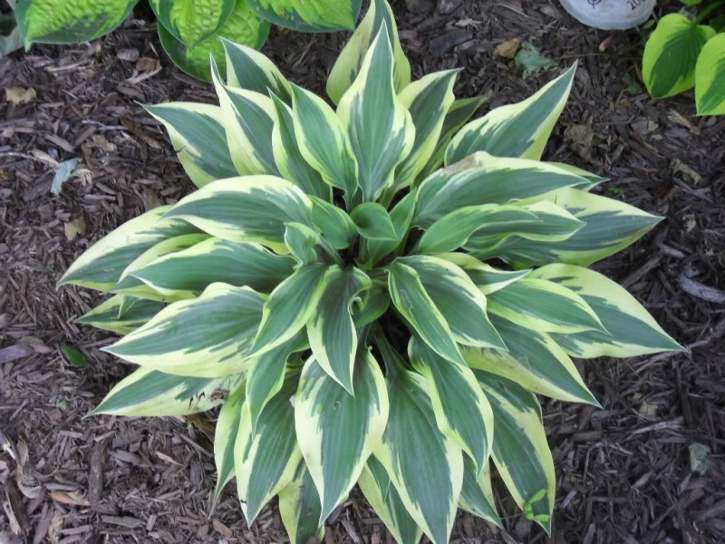 Hosta bush com folhas alongadas