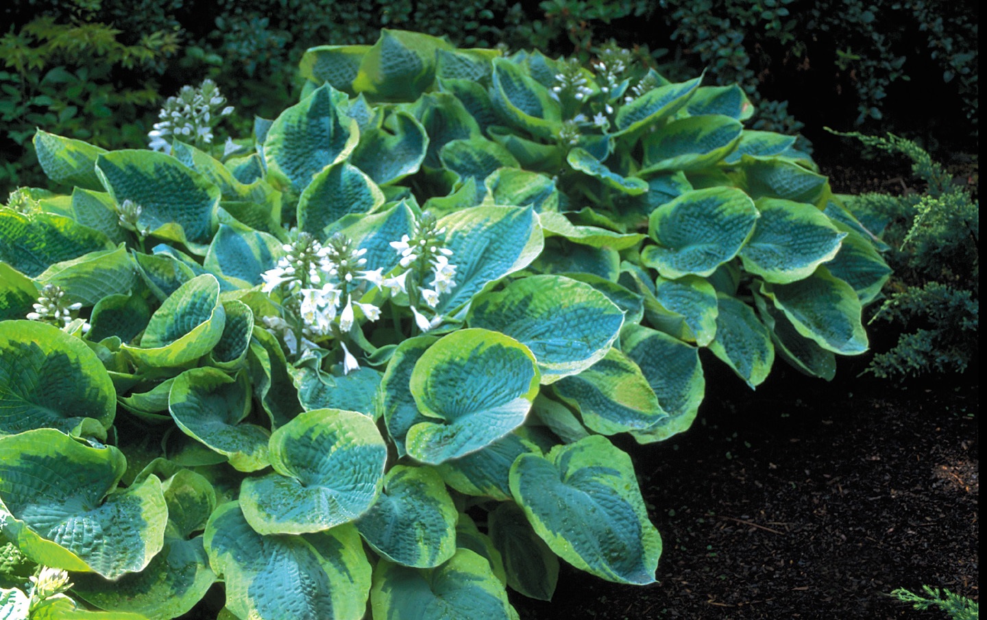 Folhas de hosta brilhantes