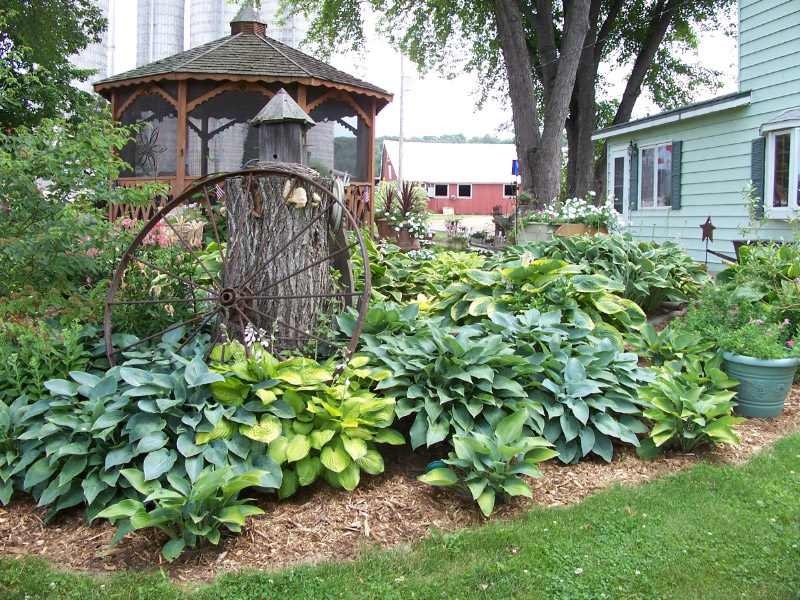 Hosta in una composizione floreale