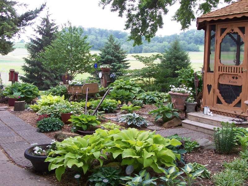Hosta em paisagismo