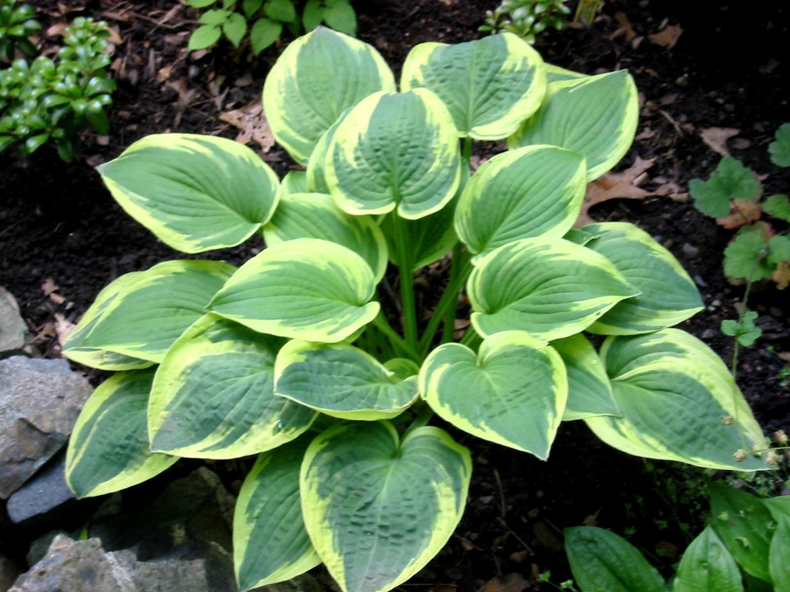 Hosta con un motivo sulle foglie