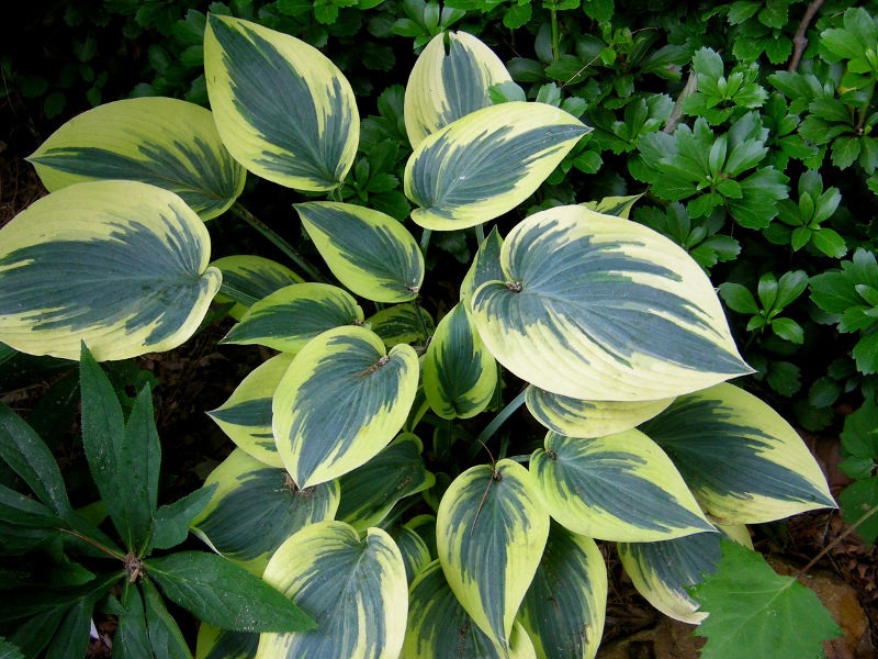 Hospedeiro decorativo para jardim