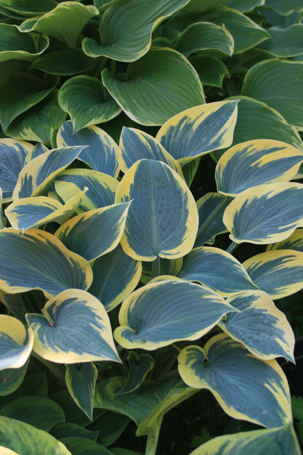 Folhas variegadas de hospedeiros
