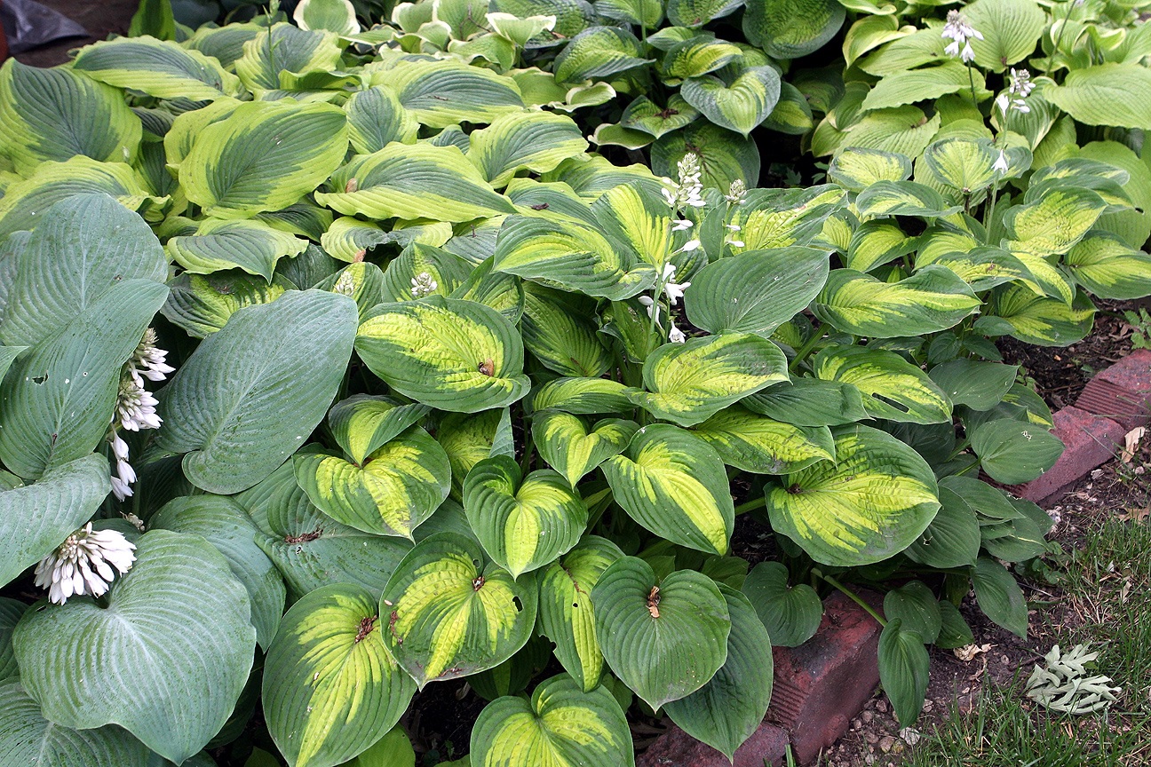 Tapete Hosta Bush