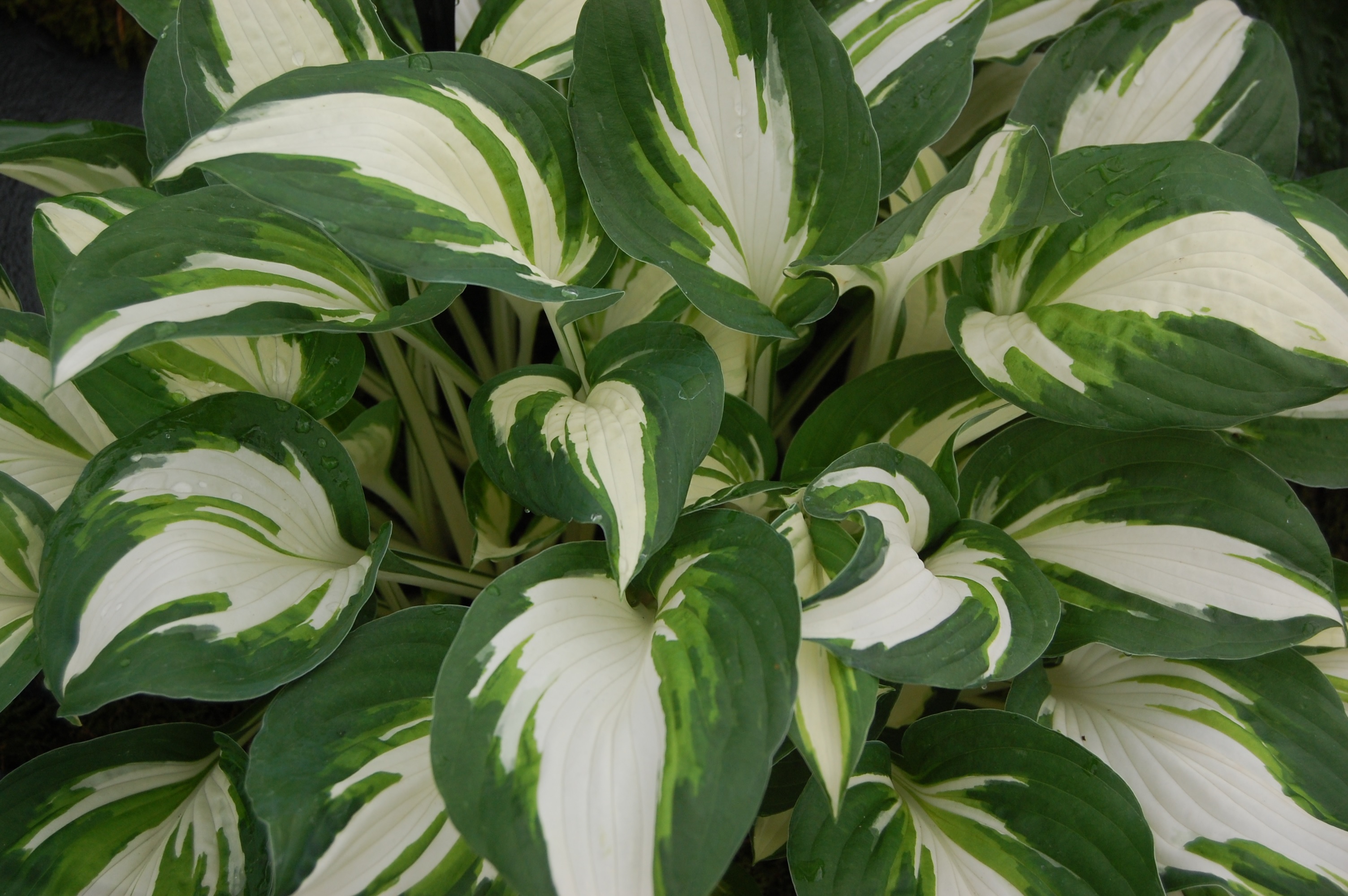 Folhas verdes esverdeadas de hosta