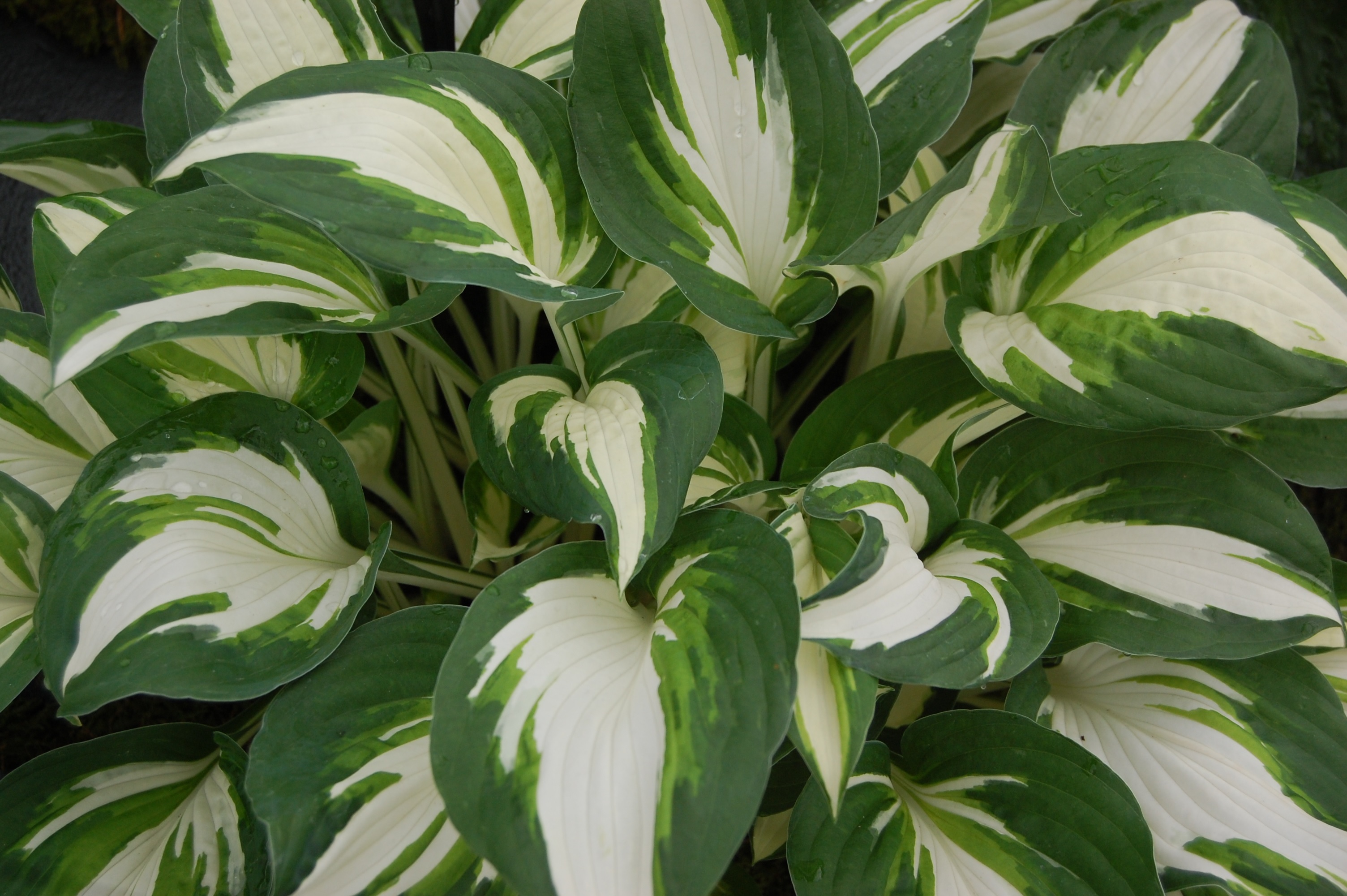 Foglie di hosta bianco-verdi