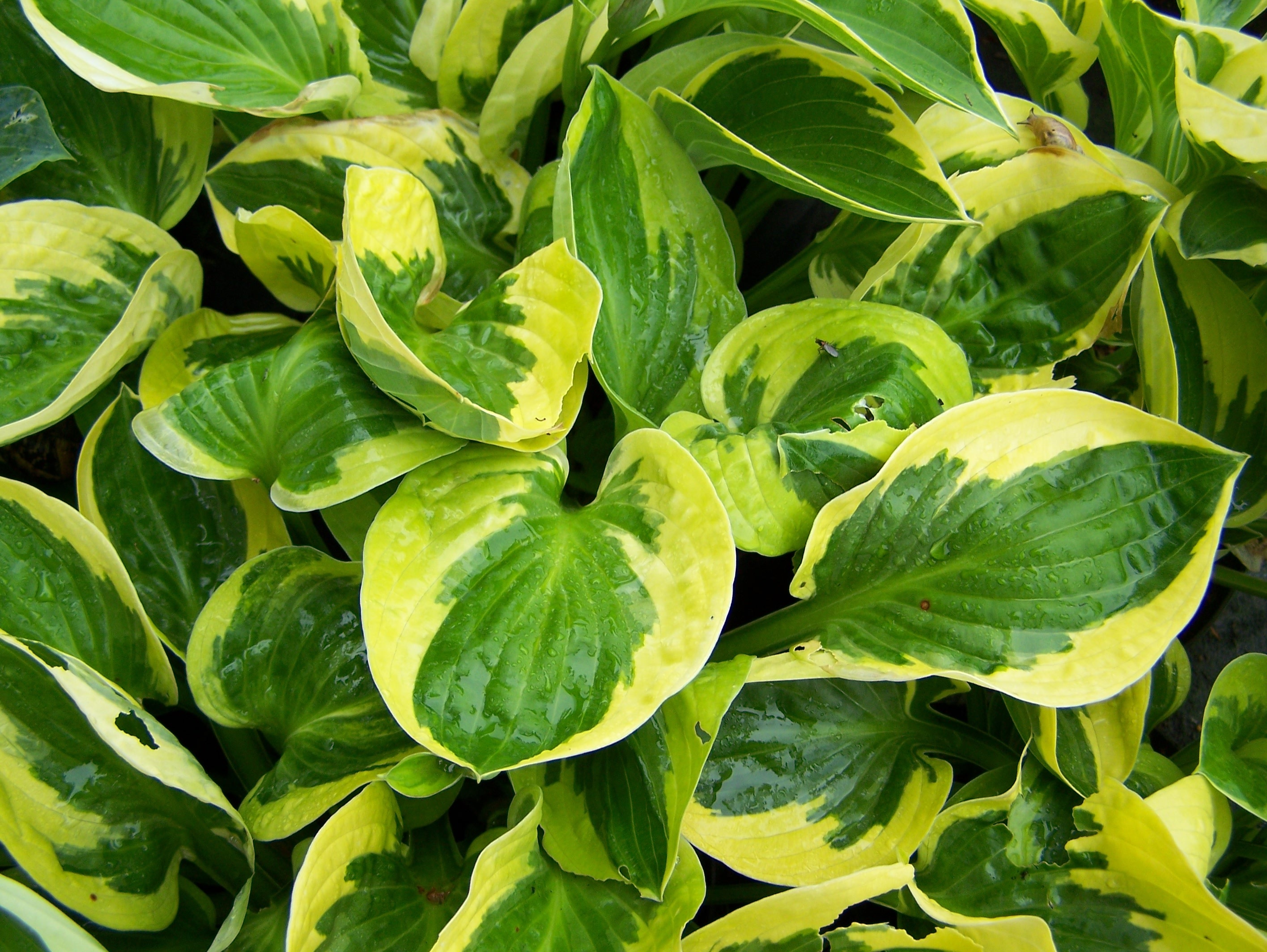 Sfumature di giallo e verde sulle foglie di hosta
