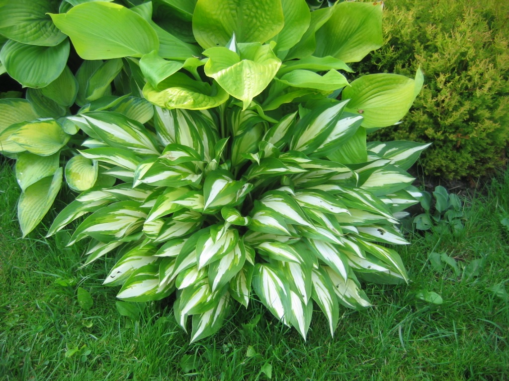 Folhas pontiagudas de hosta