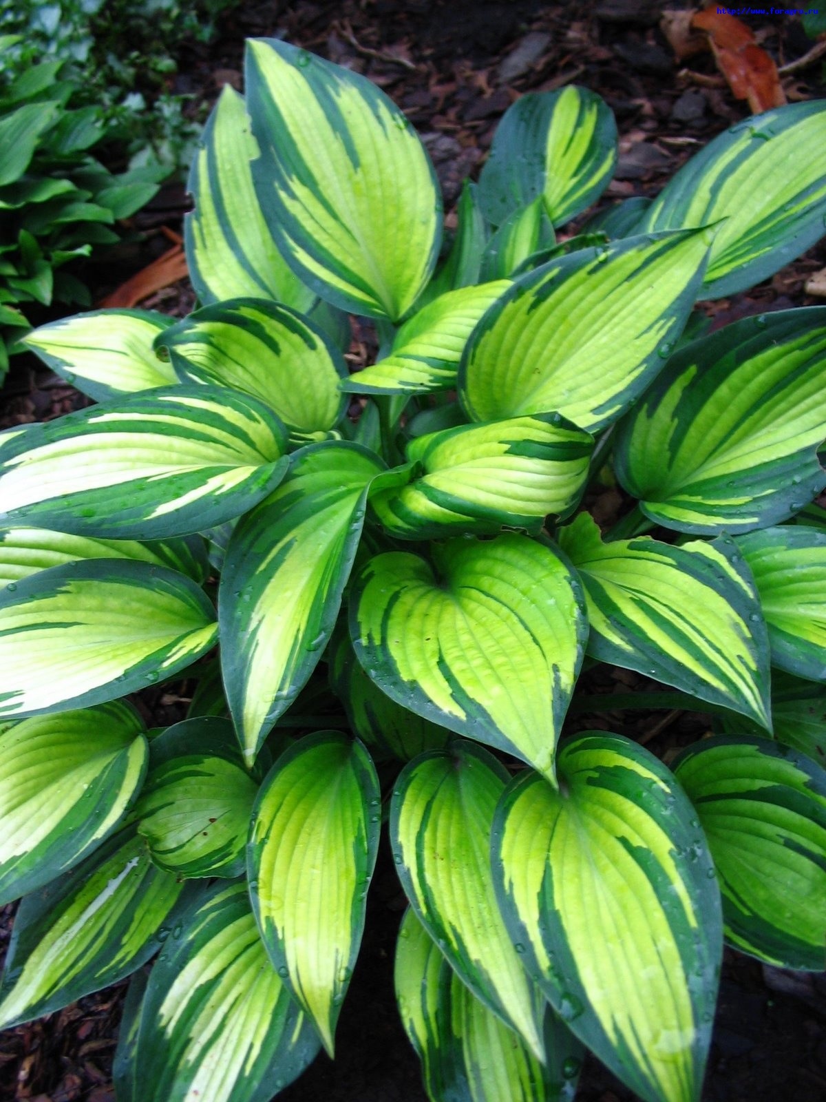 Uma combinação variada de flores nas folhas da hosta