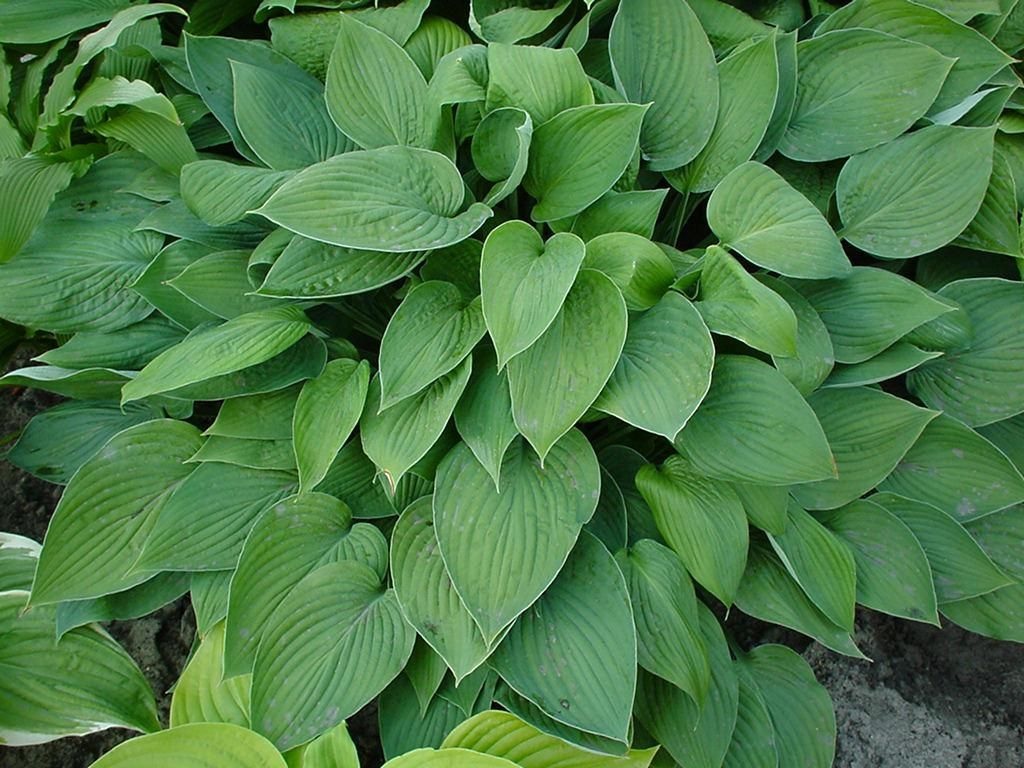 Hospedeiros de arbusto verde