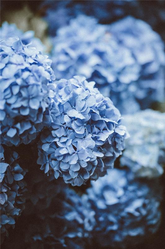 Ozadje spomladanskega cvetja, spomladanska slika, cvetoča rastlina, čudovita modra hortenzija hortenzije