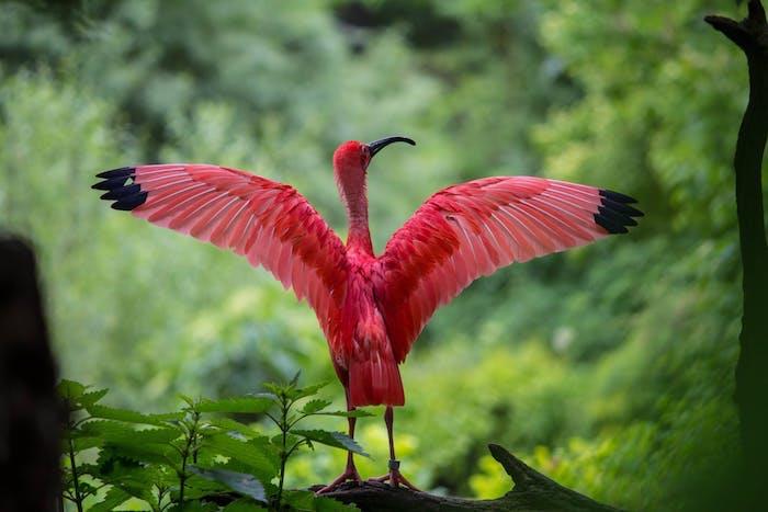 Güzel kırmızı ibis kuşu, yaz resmi, yaz duvar kağıdı, bilgisayarınızda kullanmak için arka plan resmi