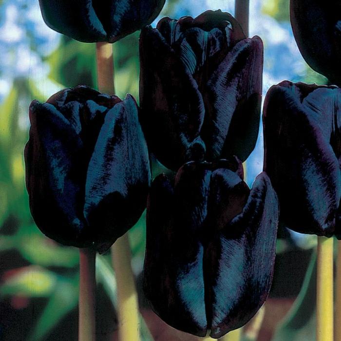 siyah-lale-buket-fikri-gerçek-güzellik-siyah-çiçek