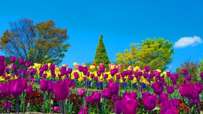 gredica iz tulipanov, listov, rumene in pestre, zunanja dekoracija, drevesa, drugo nižje cvetje