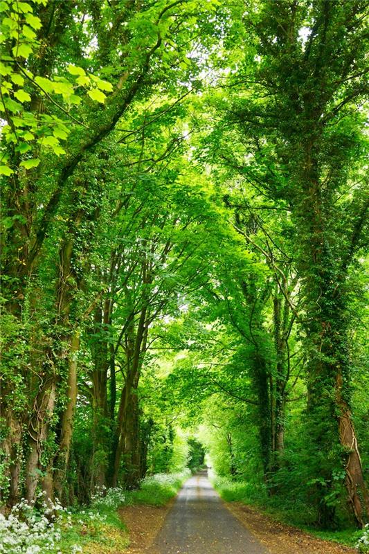 Cesta v zelenem gozdu, cvetlične tapete, fantastična pokrajinska ozadja, gozdna pot zelena drevesa