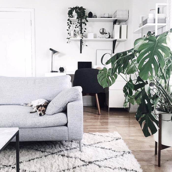 Skandinavski sivi kavč s psom na vrhu, bela preproga na lesenem parketu, monstera deliciosa v kotu sobe in skandinavski oblikovalski pisarniški dekor