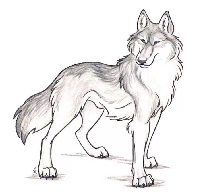 enostavno risanje s svinčnikom, siva, črno -bela risba, volk kot simbol moči