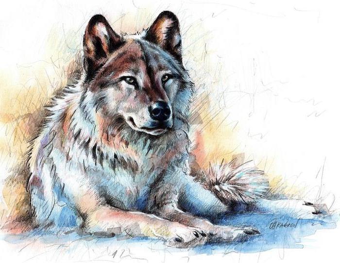 portret volka na tleh, barva volka v sivih, rjavih, belih in rdečih odtenkih