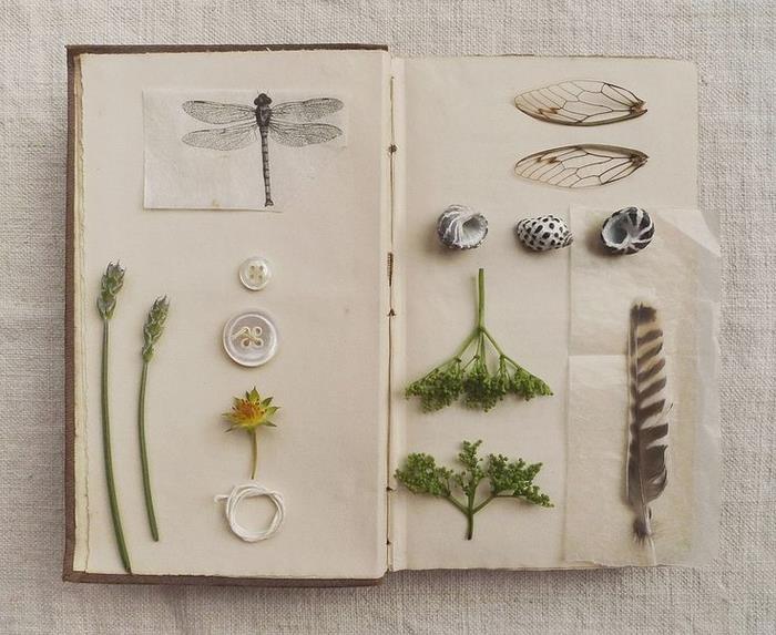 ideja za izvirno ročno beležko na ročno temo s posušenimi rastlinami, perjem, školjkami in risbami žuželk